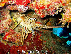 Lobster seen at Grand Cayman July 2008.  Photo taken with... by Bonnie Conley 
